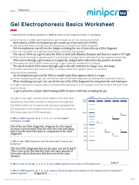 gel electrophoresis basics worksheet answers pdf